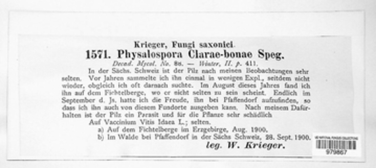 Plectosphaera clarae-bonae image